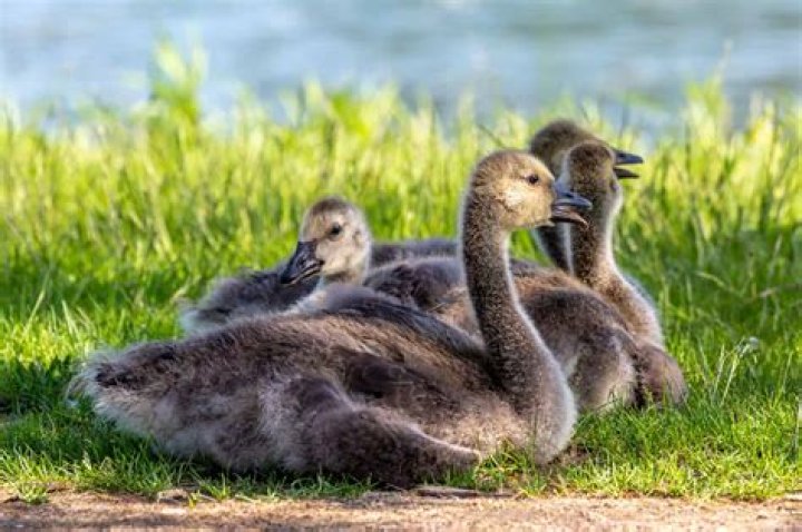 A Look Into The Goslings: Ryan Gosling's Siblings